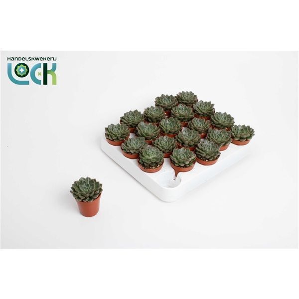 Горшечные цветы и растения оптом Echeveria Glauca от 20шт из Голландии с доставкой по России