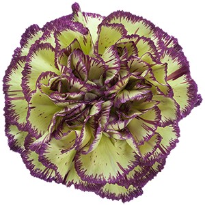 Срезанные цветы оптом Dianthus st extravaganza от 300шт из Голландии с доставкой по России