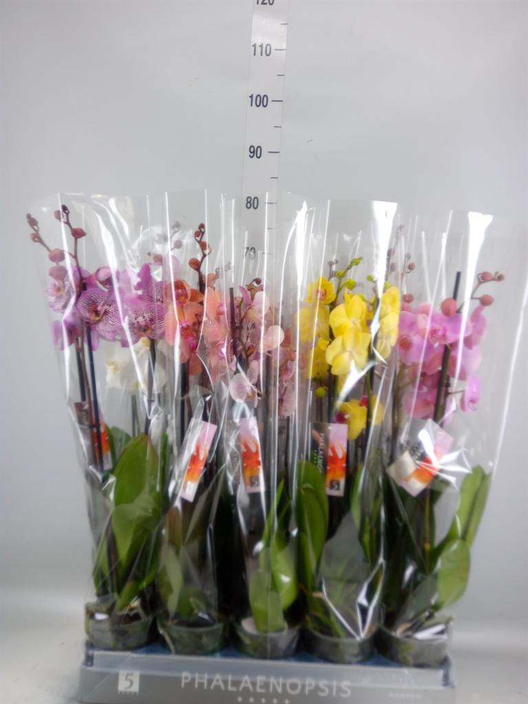Горшечные цветы и растения оптом Phalaenopsis   ...mix  8 от 10шт из Голландии с доставкой по России