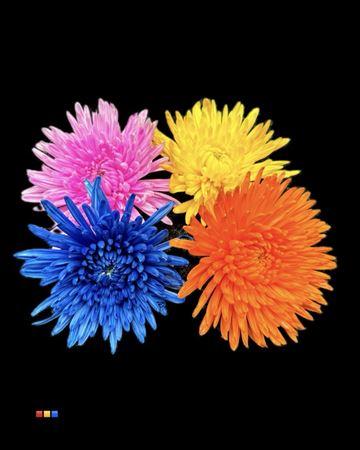 Срезанные цветы оптом Chrys bl paint topspin mix от 40шт из Голландии с доставкой по России