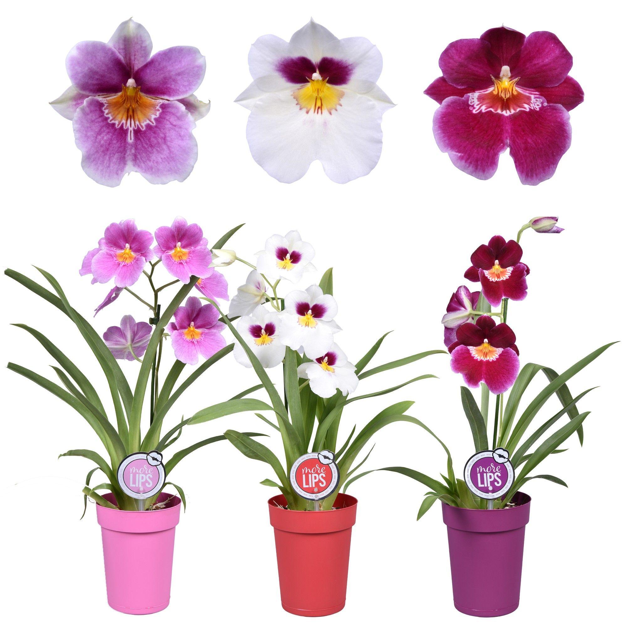 Горшечные цветы и растения оптом Miltonia 1st Mix In Plastic Pot от 6шт из Голландии с доставкой по России