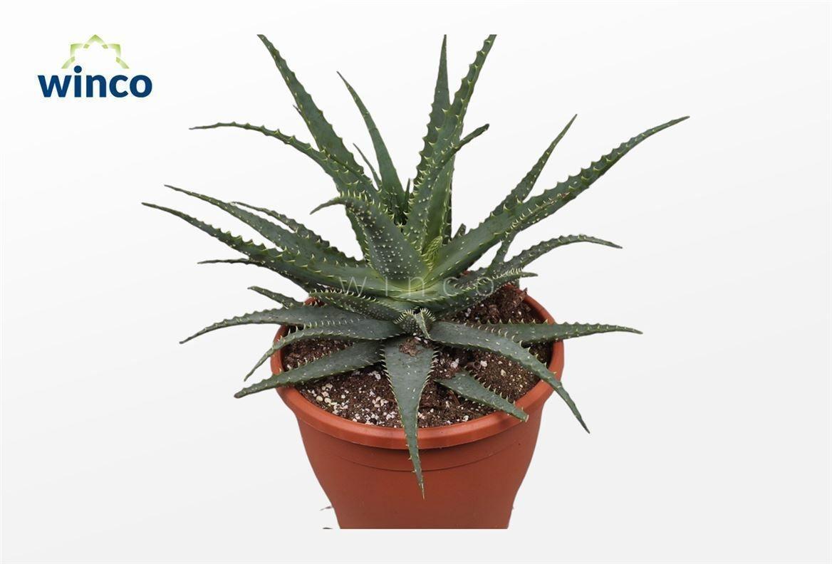 Горшечные цветы и растения оптом Aloe Arborescens от 2шт из Голландии с доставкой по России