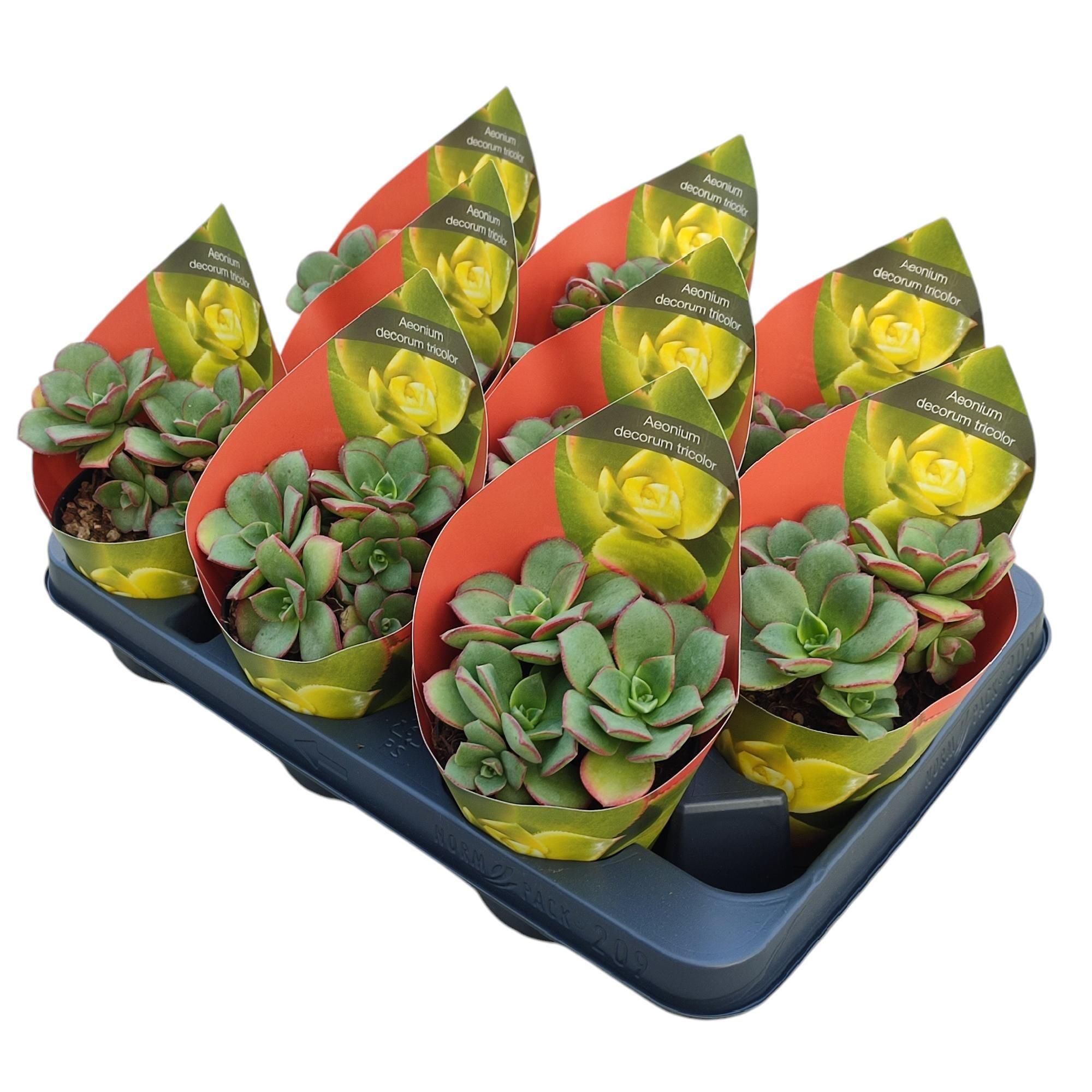 Горшечные цветы и растения оптом Aeonium Decorum Tricolor Potcover от 9шт из Голландии с доставкой по России