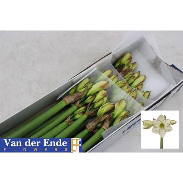 Срезанные цветы оптом Hippeastrum picasso от 18шт из Голландии с доставкой по России Срезанные цветы оптом Hippeastrum picasso от 18шт из Голландии с доставкой по России