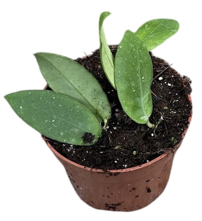 Горшечные цветы и растения оптом Hoya Scortechinii White от 1шт из Голландии с доставкой по России