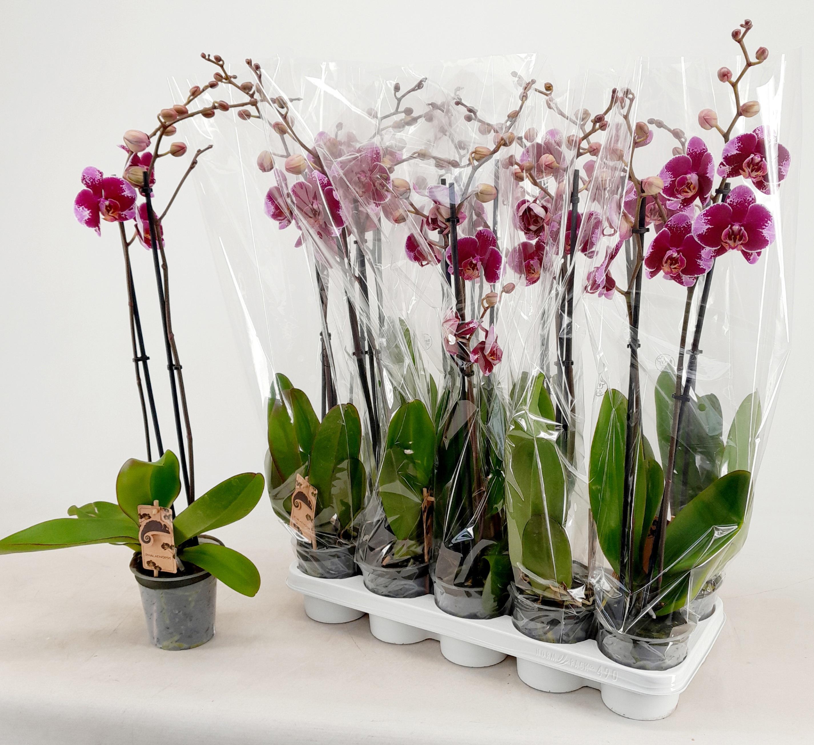 Горшечные цветы и растения оптом Phal Ov Paars от 10шт из Голландии с доставкой по России