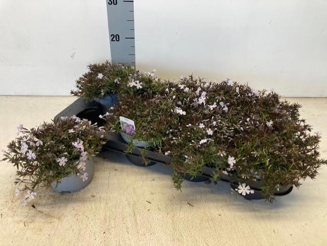 Горшечные цветы и растения оптом Phlox Subulata от 8шт из Голландии с доставкой по России