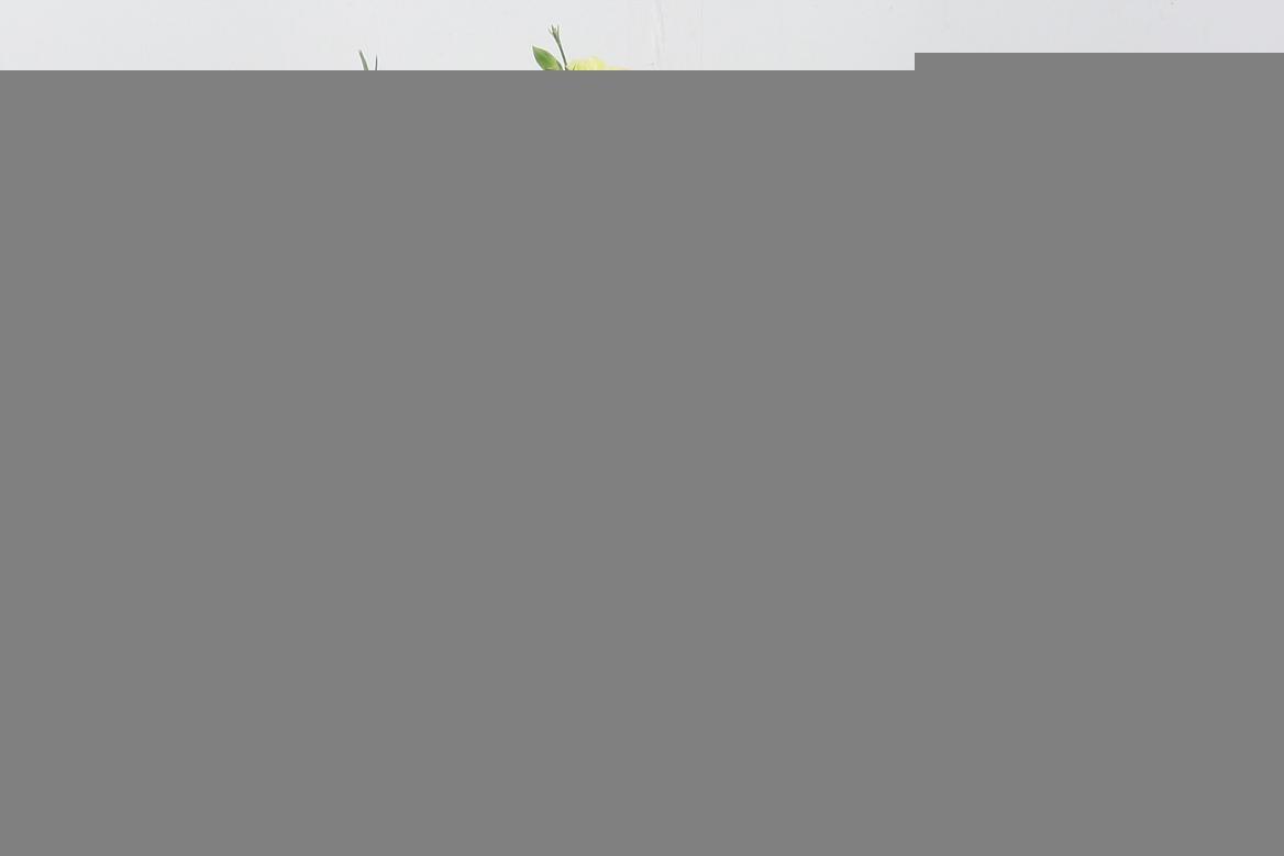 Срезанные цветы оптом Dianthus sp solomio mela от 100шт из Голландии с доставкой по России