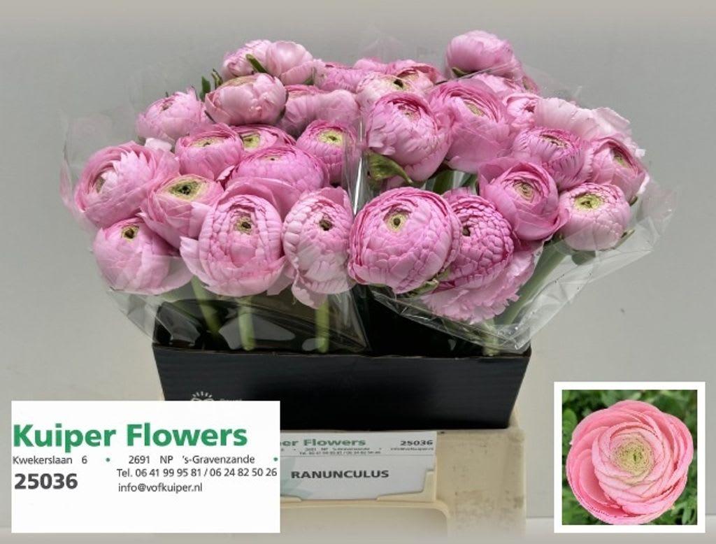 Срезанные цветы оптом Ranunculus aazur pink от 60шт из Голландии с доставкой по России