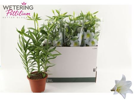 Горшечные цветы и растения оптом Lil Lo Miracle 4pp от 5шт из Голландии с доставкой по России