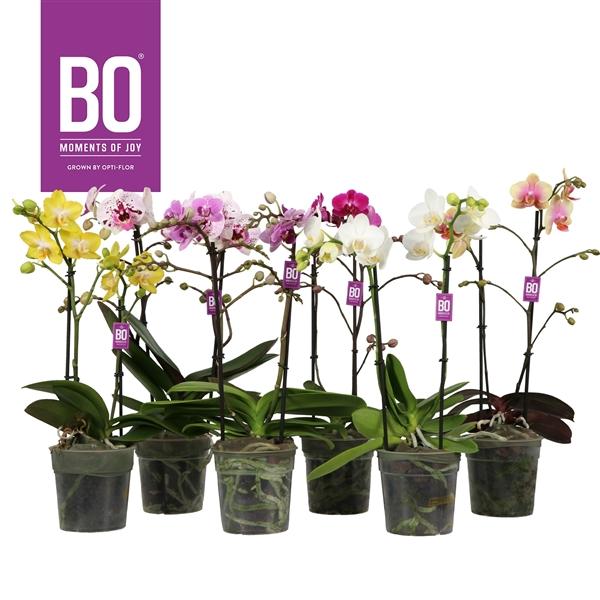 Горшечные цветы и растения оптом Phal 2st Harlekijn Geel (opti) от 10шт из Голландии с доставкой по России