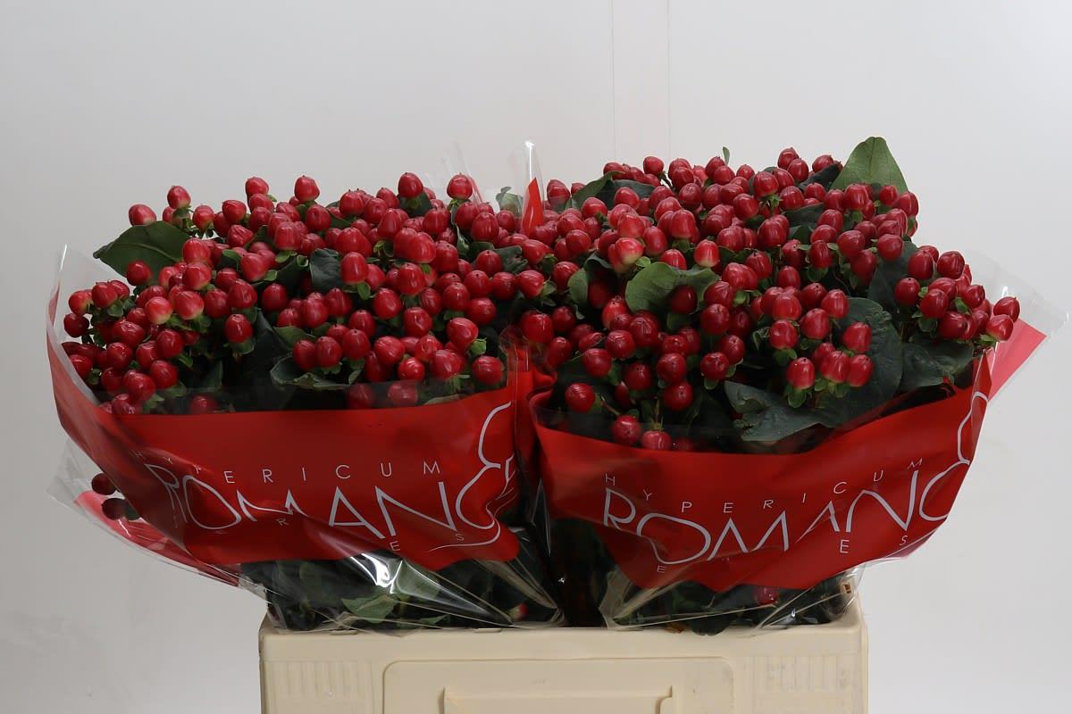 Срезанные цветы оптом Hypericum true romance от 100шт из Голландии с доставкой по России