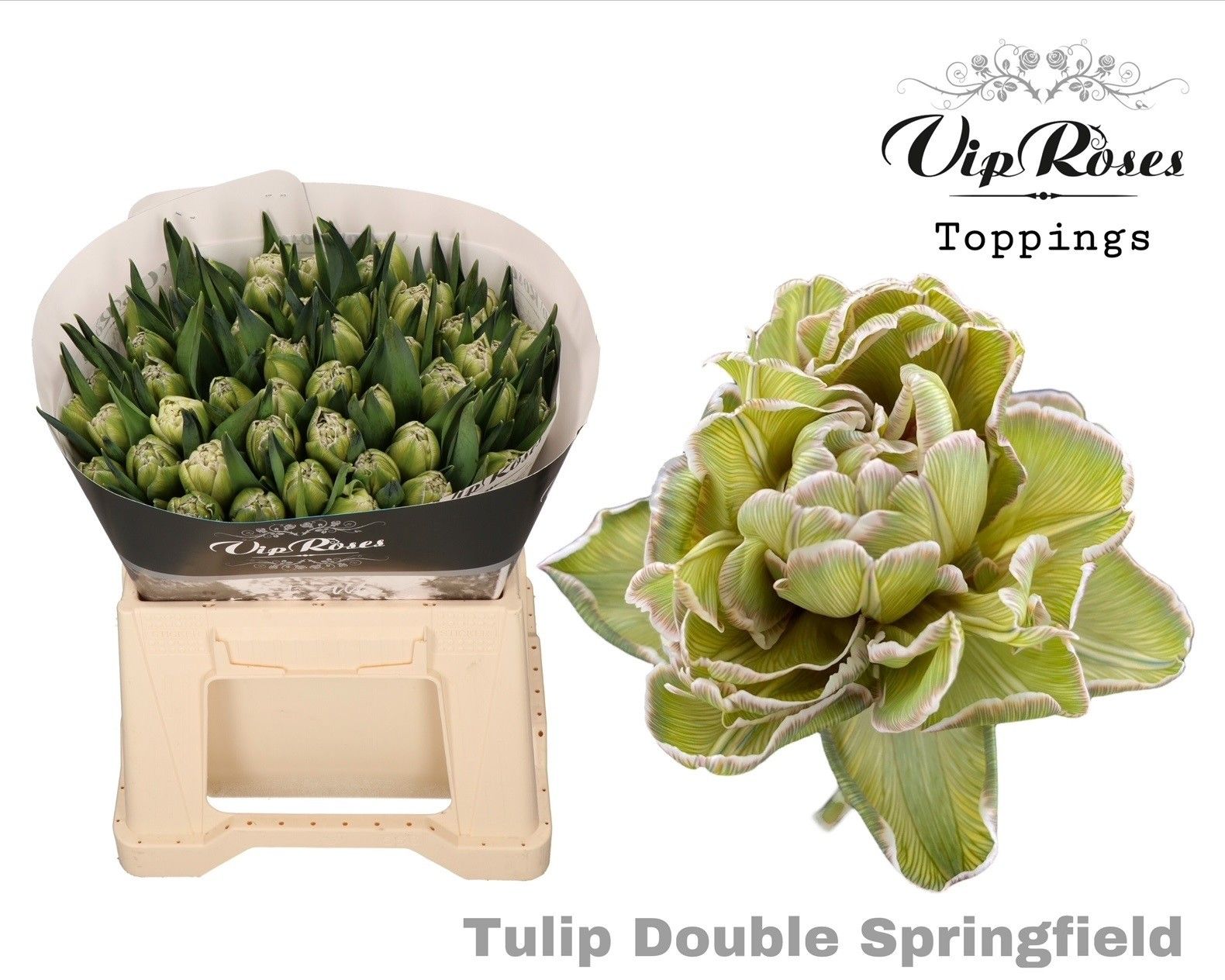 Срезанные цветы оптом Tulipa do paint double springfield от 50шт из Голландии с доставкой по России