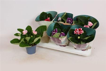 Горшечные цветы и растения оптом Sinningia Brocade Mix от 6шт (для телеги) из Голландии с доставкой по России