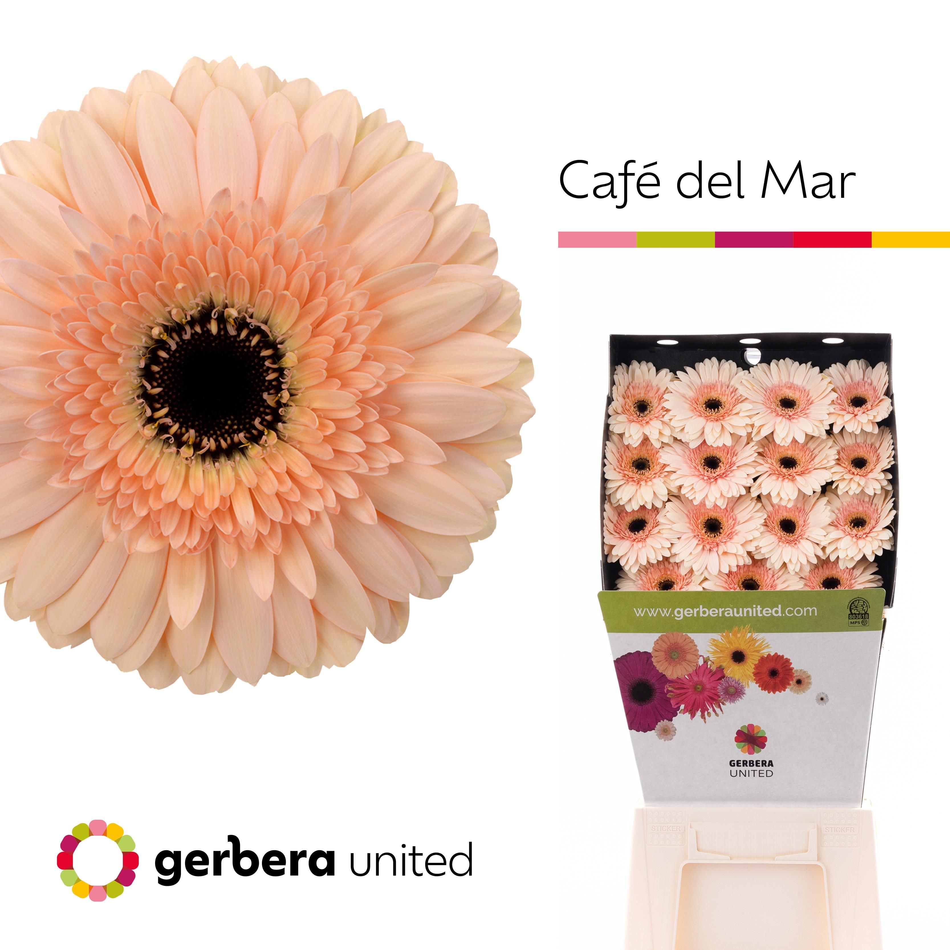 Срезанные цветы оптом Gerbera diamond cafe del mar от 45шт из Голландии с доставкой по России