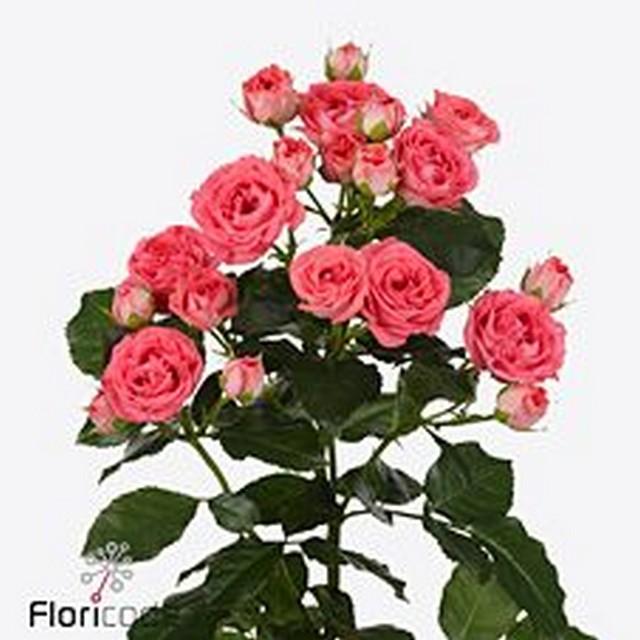 Срезанные цветы оптом Rosa spray apricio от 40шт. из Голландии с доставкой по России