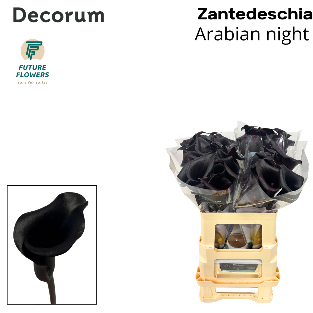 Срезанные цветы оптом Zantedeschia arabian night от 40шт из Голландии с доставкой по России