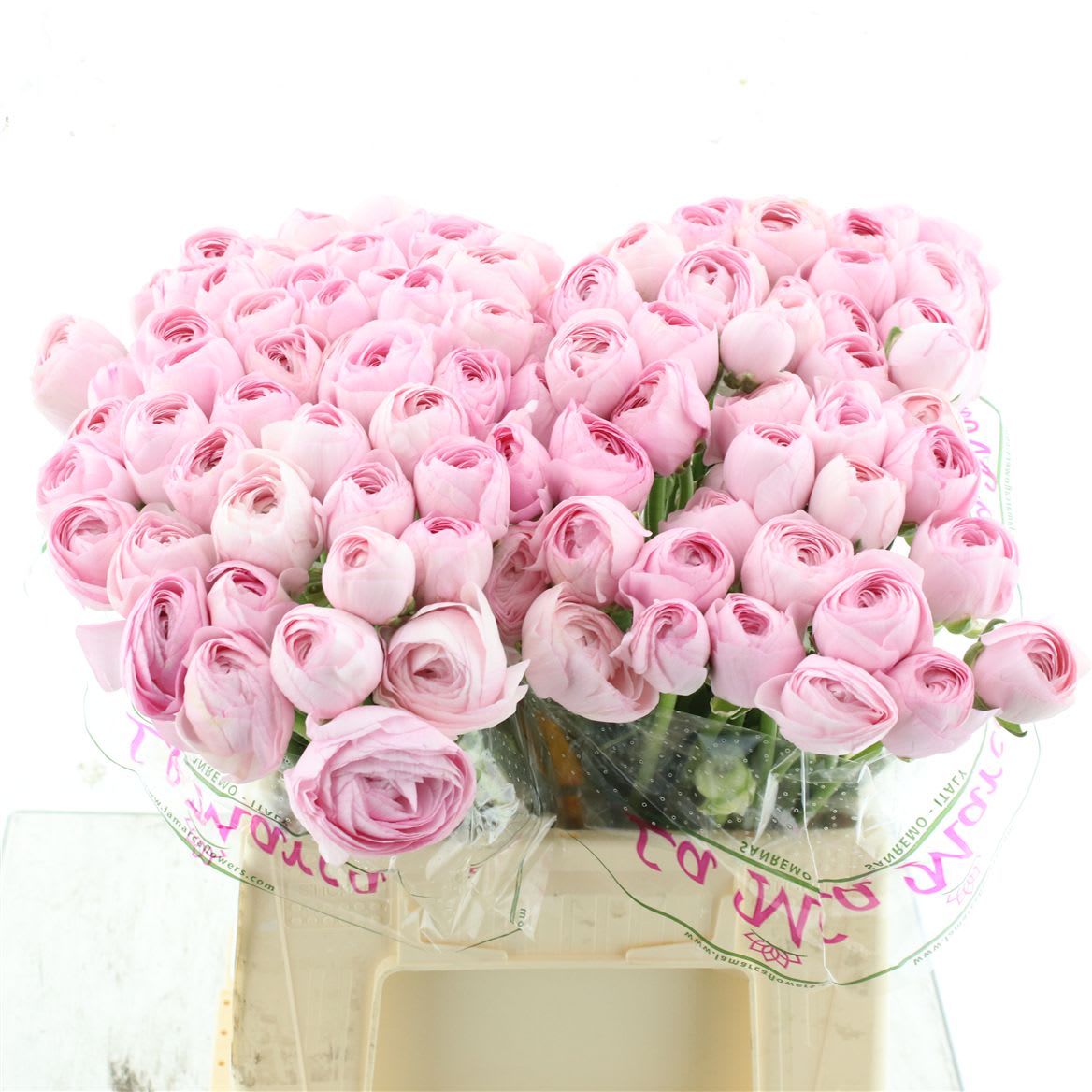 Срезанные цветы оптом Ranunculus succes hanoi pink extra от 100шт из Голландии с доставкой по России