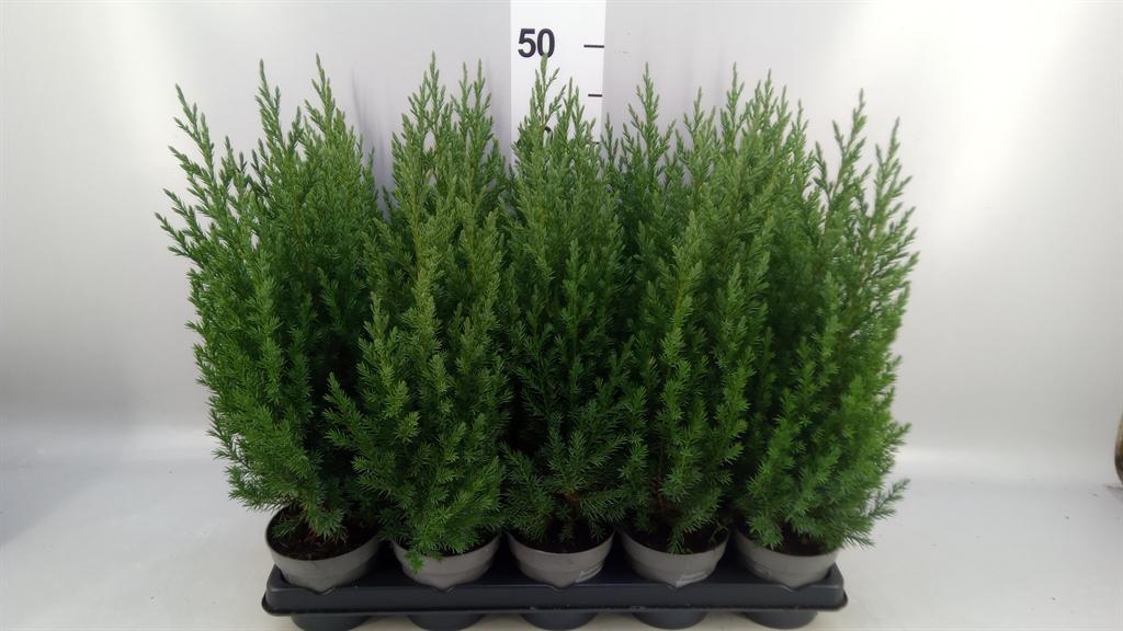 Горшечные цветы и растения оптом Juniperus Chinensis stricta от 15шт из Голландии с доставкой по России