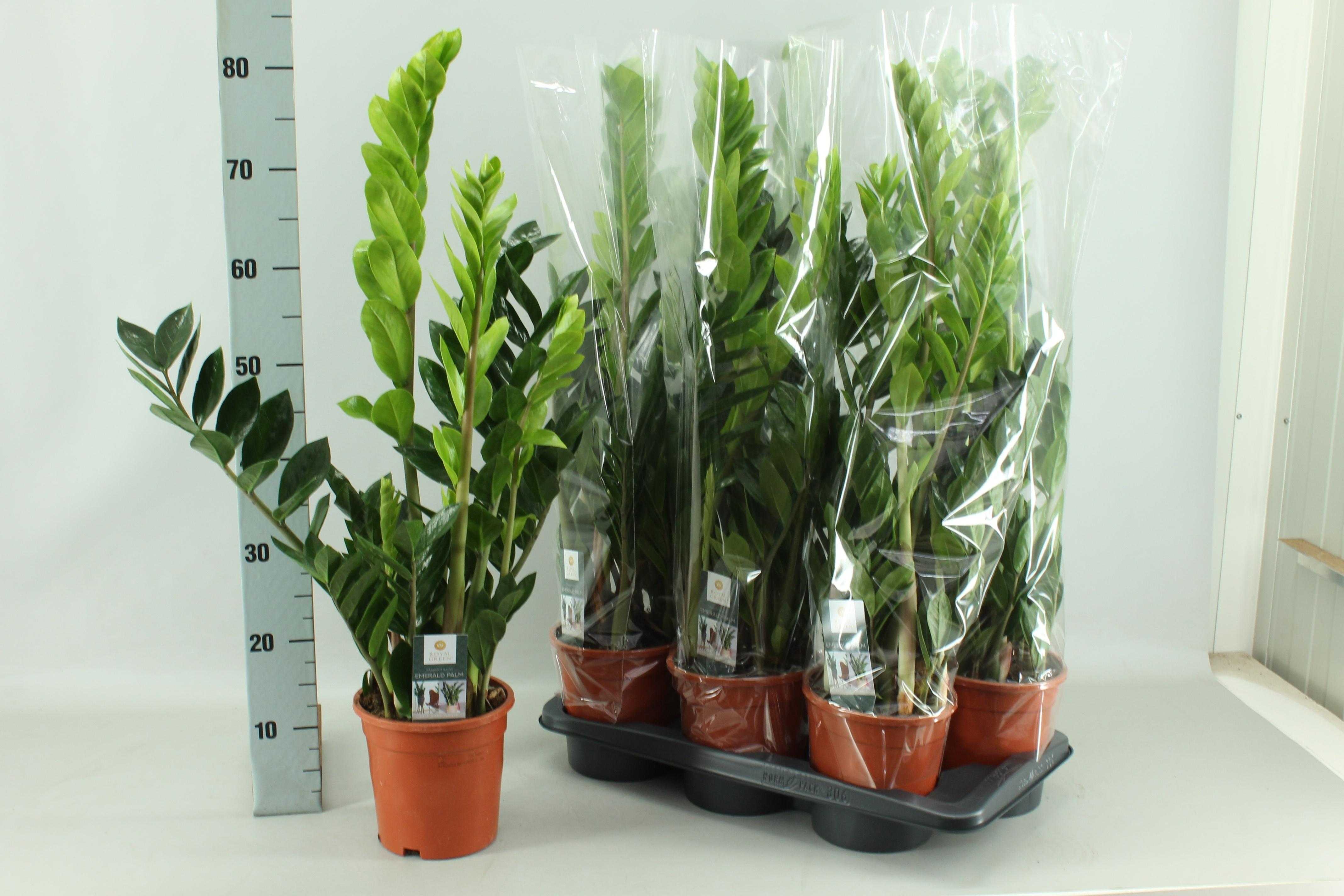 Горшечные цветы и растения оптом Zamio Zamiifolia от 6шт из Голландии с доставкой по России