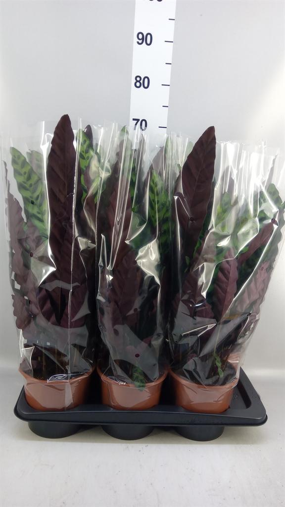 Горшечные цветы и растения оптом Calathea Lancifolia от 6шт из Голландии с доставкой по России