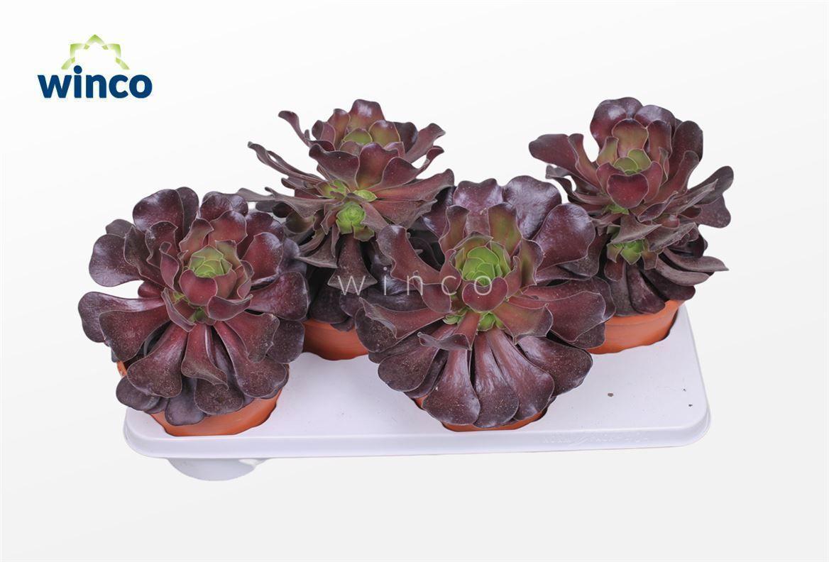 Горшечные цветы и растения оптом Aeonium Ab. Velours от 4шт из Голландии с доставкой по России