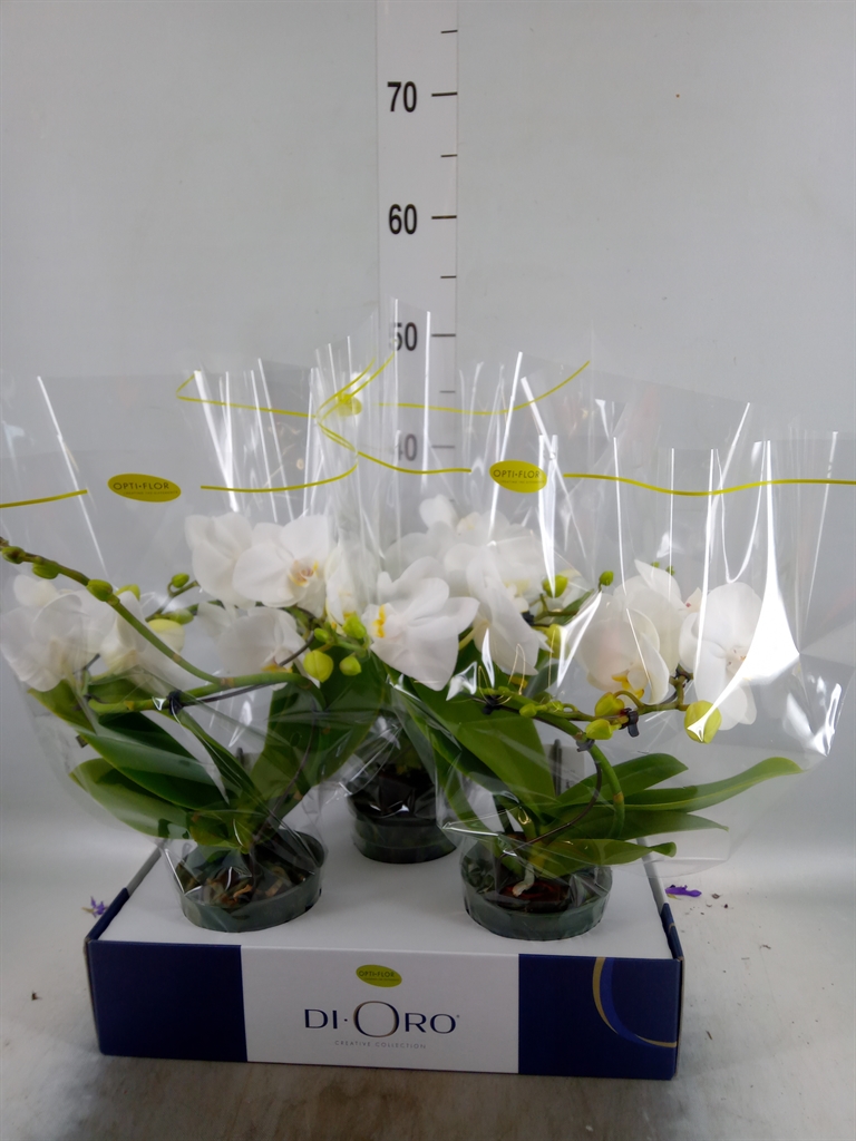 Горшечные цветы и растения оптом Phalaenopsis   ...white от 3шт из Голландии с доставкой по России