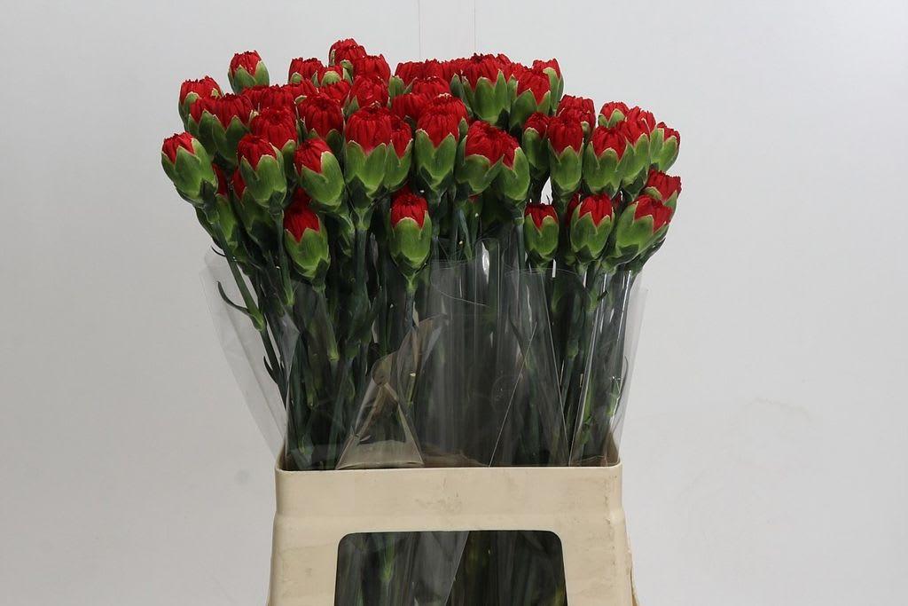 Срезанные цветы оптом Dianthus st hong fu от 100шт из Голландии с доставкой по России