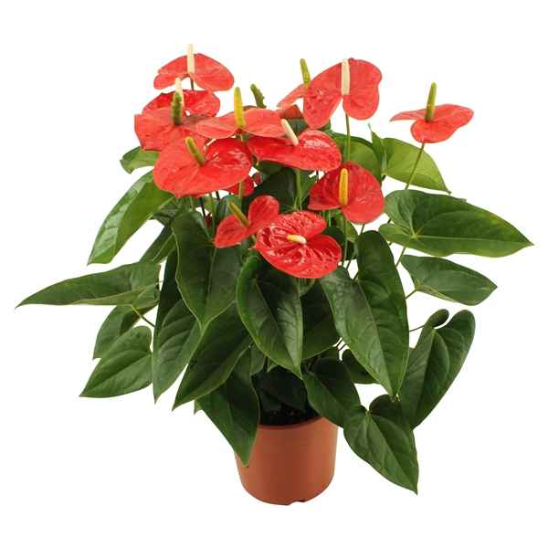 Горшечные цветы и растения оптом Anth An Jambo Red 10+ от 1шт из Голландии с доставкой по России
