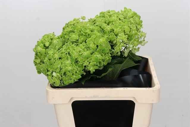 Срезанные цветы оптом Hydrangea dark green от 10шт из Голландии с доставкой по России