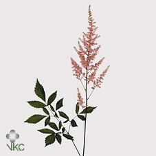 Срезанные цветы оптом Astilbe erica от 100шт из Голландии с доставкой по России