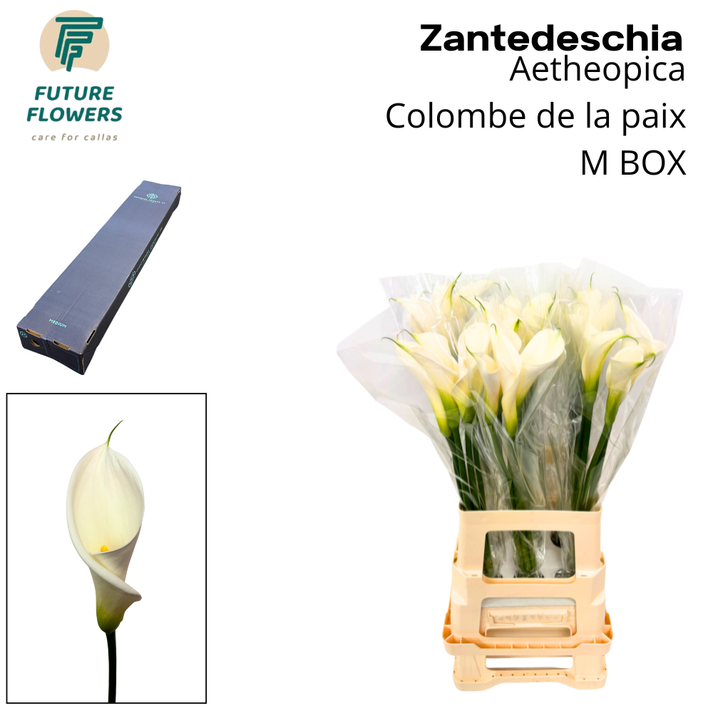 Срезанные цветы оптом Zantedeschia ae colombe de la paix от 90шт из Голландии с доставкой по России