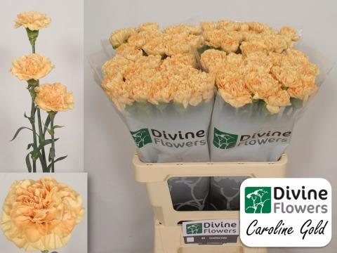 Срезанные цветы оптом Dianthus st caroline gold от 80шт из Голландии с доставкой по России