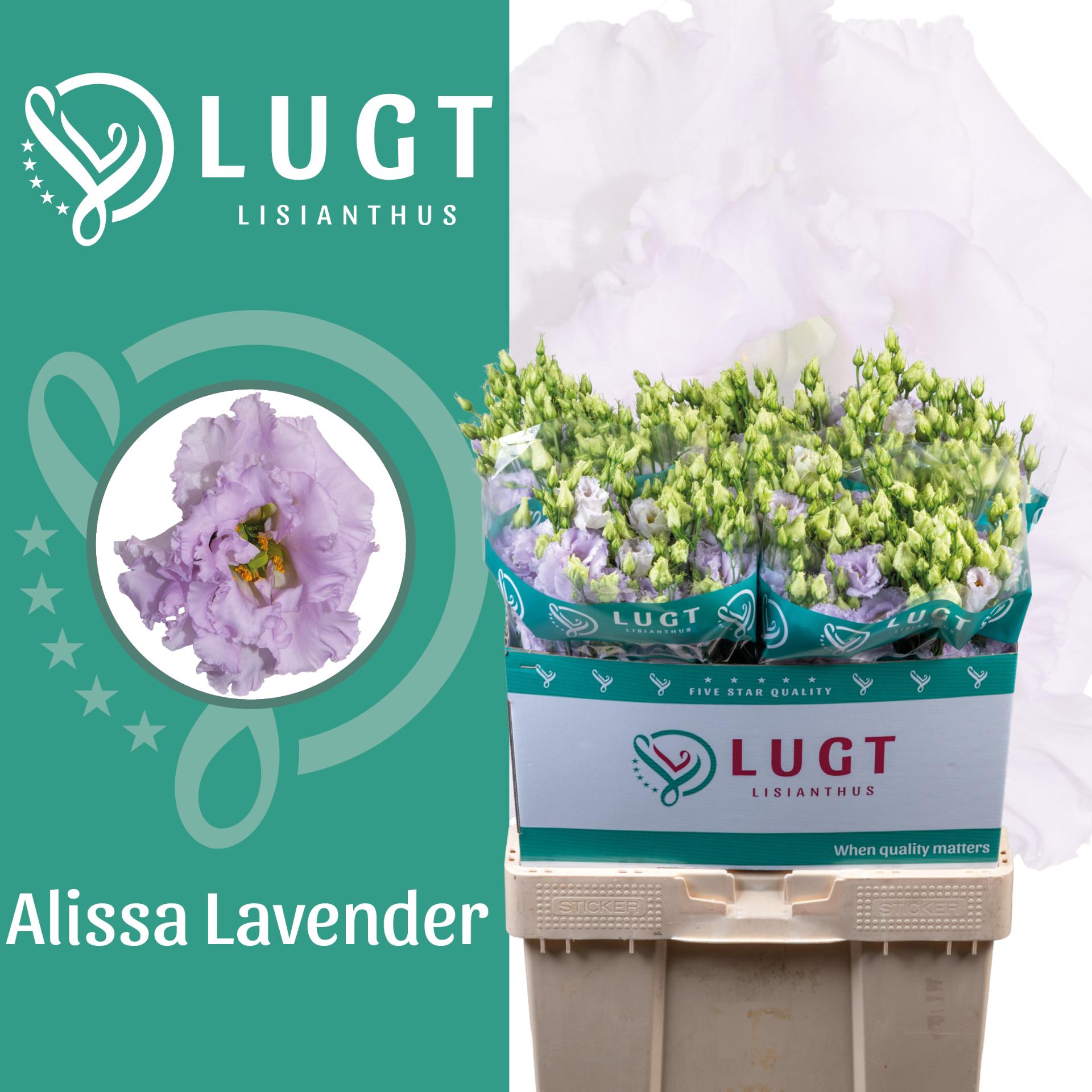 Срезанные цветы оптом Lisianthus do alissa lavender от 50шт из Голландии с доставкой по России