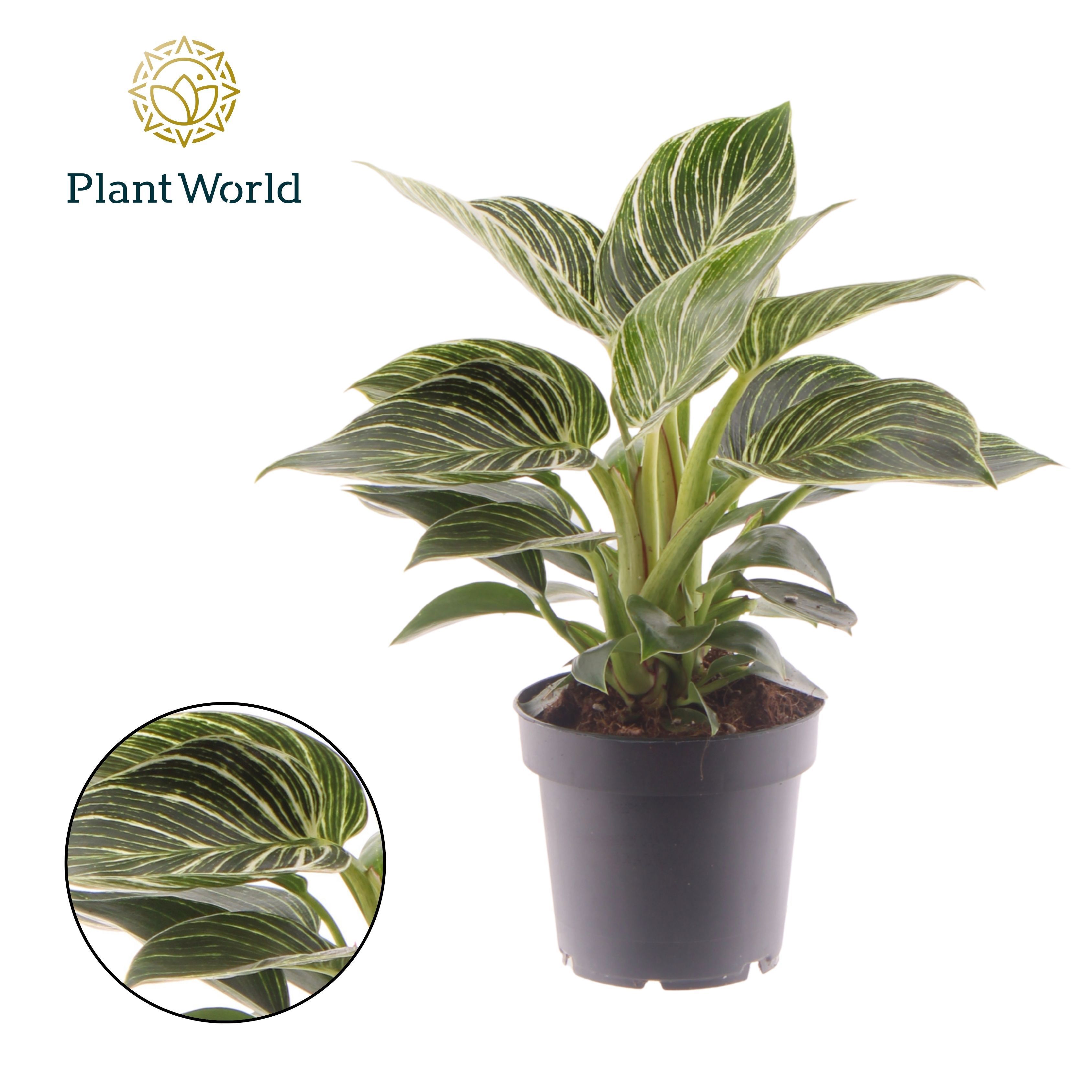 Горшечные цветы и растения оптом Philodendron Birkin от 10шт из Голландии с доставкой по России