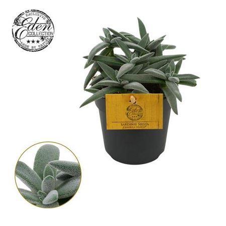 Горшечные цветы и растения оптом Crassula Tenelli P10.5 от 6шт из Голландии с доставкой по России