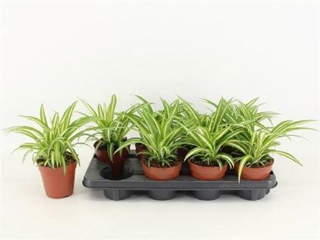 Горшечные цветы и растения оптом Chlorophytum Com Variegatum от 8шт из Голландии с доставкой по России Горшечные цветы и растения оптом Chlorophytum Com Variegatum от 8шт из Голландии с доставкой по России