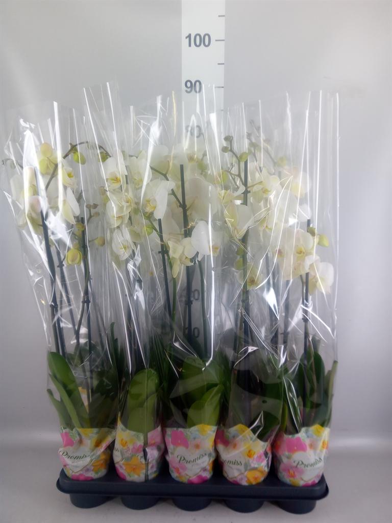 Горшечные цветы и растения оптом Phalaenopsis ...white от 10шт из Голландии с доставкой по России