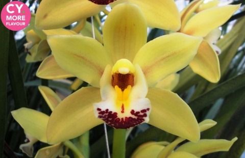 Срезанные цветы оптом Minicymbidium mary del rey от 10шт. из Голландии с доставкой по России