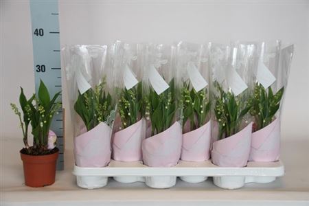 Горшечные цветы и растения оптом Convallaria Majalis 6 Branche Flower от 12шт (для телеги) из Голландии с доставкой по России