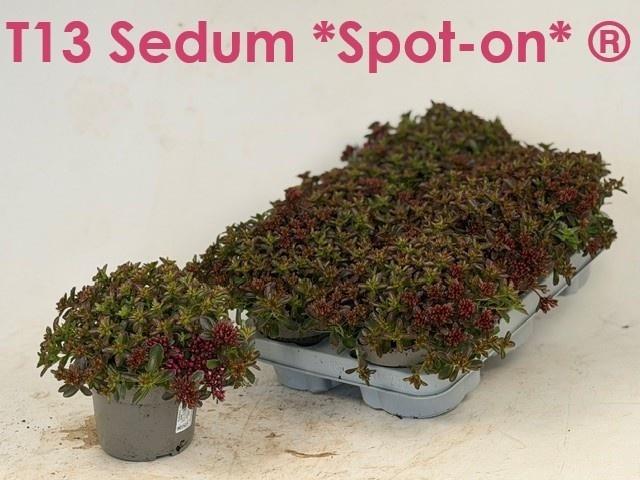Горшечные цветы и растения оптом Sedum Spu Spot D Ros от 6шт из Голландии с доставкой по России