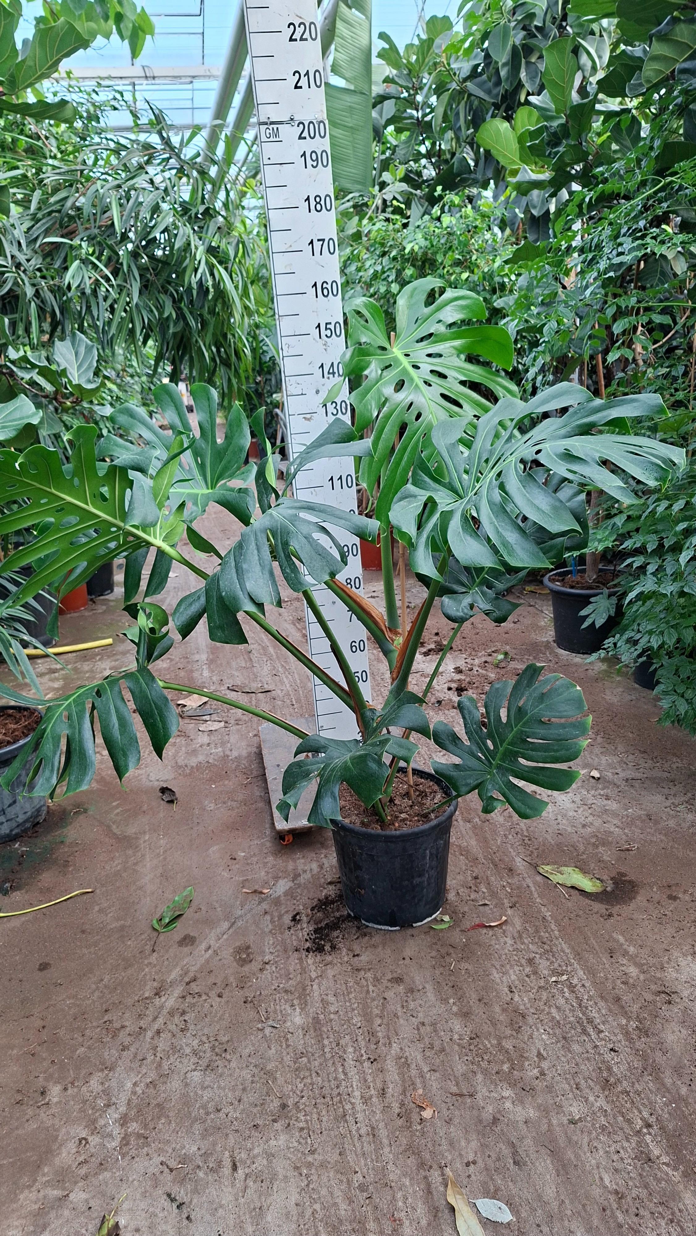 Горшечные цветы и растения оптом Monstera Deliciosa Xxl от 1шт из Голландии с доставкой по России