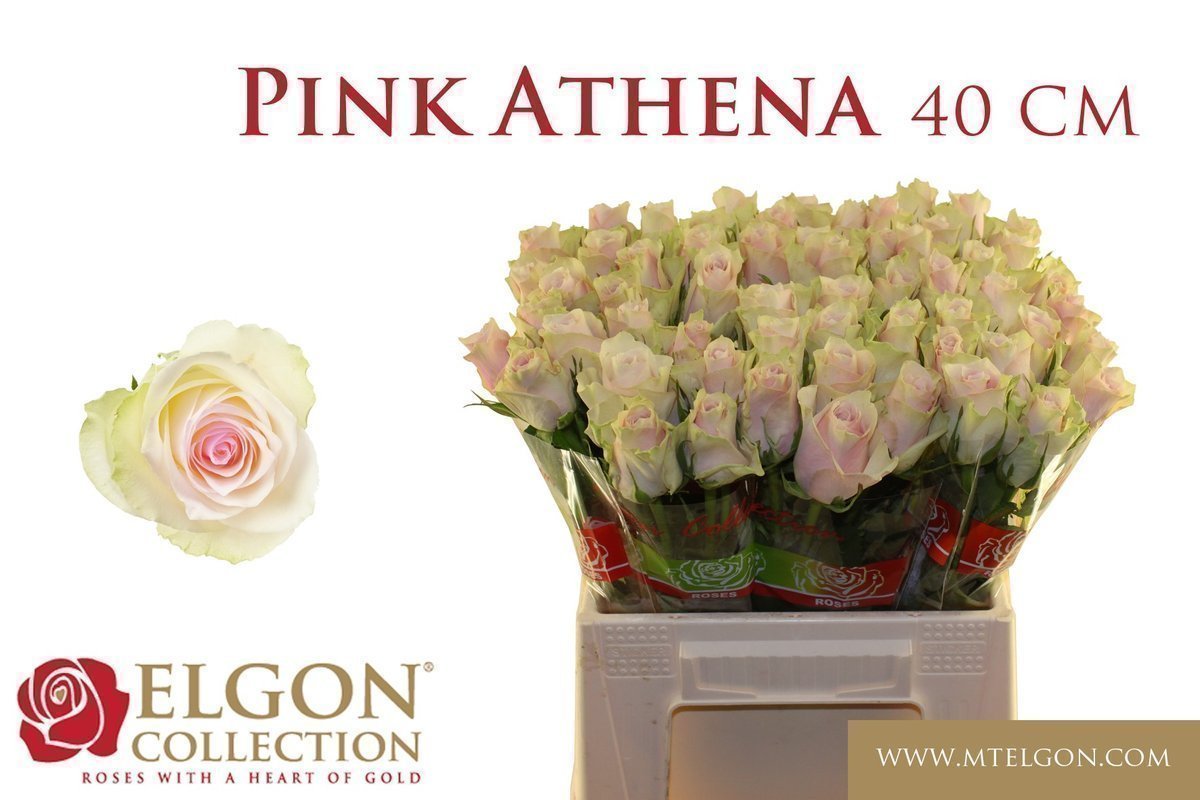 Срезанные цветы оптом Rosa large pink athena от 540шт из Голландии с доставкой по России