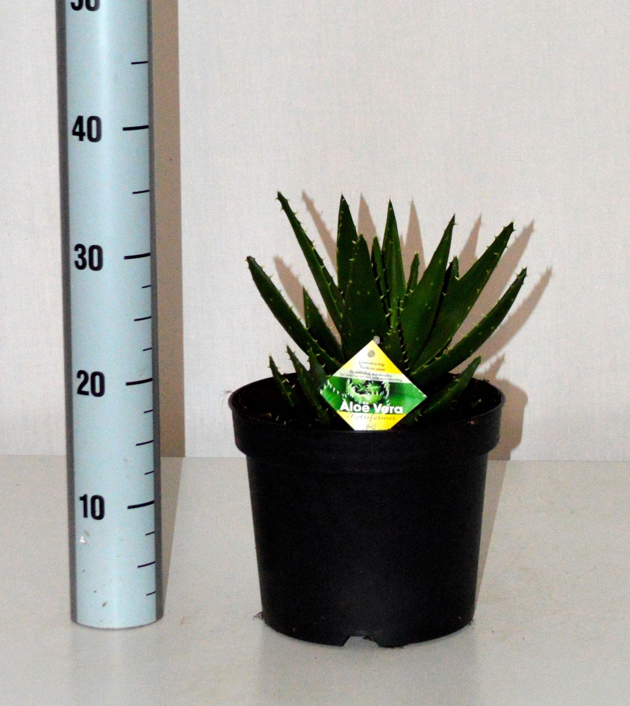 Горшечные цветы и растения оптом Aloe Perfoliata от 2шт из Голландии с доставкой по России