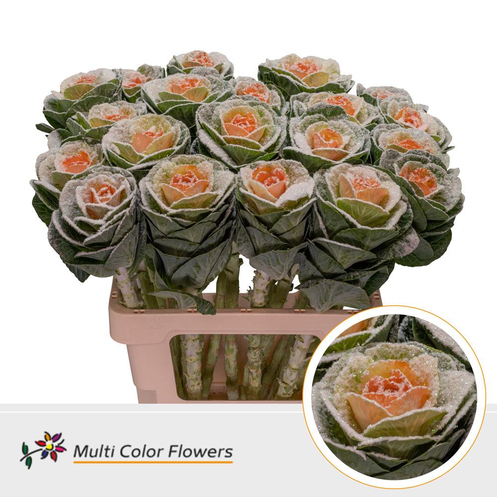 Срезанные цветы оптом Brassica paint marshmallow orange от 30шт из Голландии с доставкой по России