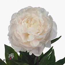 Срезанные цветы оптом Paeonia omeo snow от 50шт из Голландии с доставкой по России