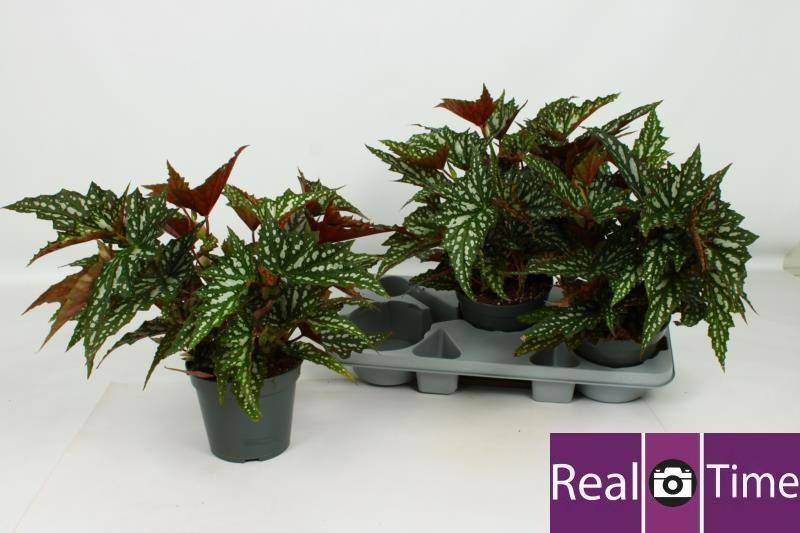 Горшечные цветы и растения оптом Beg Ma Wightii от 3шт (для телеги) из Голландии с доставкой по России