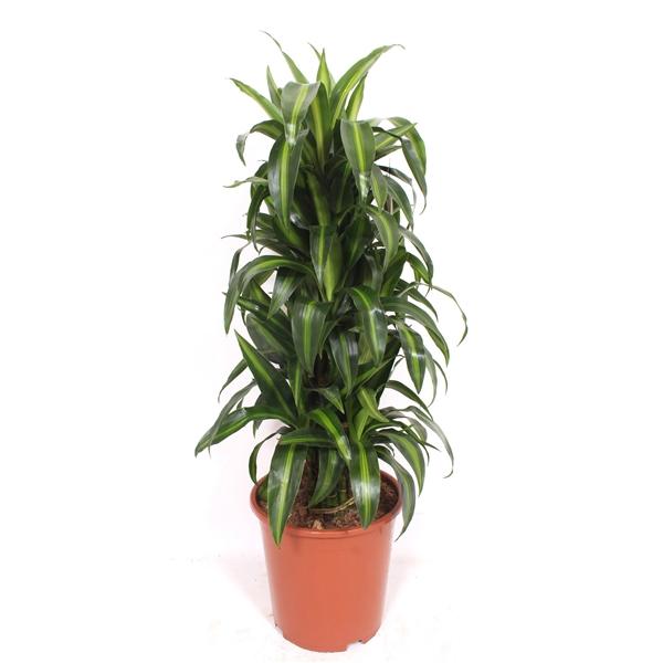 Горшечные цветы и растения оптом Drac Hawaiian Sunshine Branched от 1шт из Голландии с доставкой по России