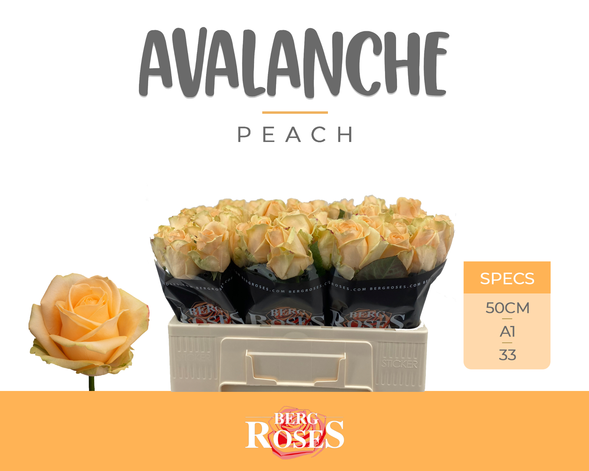 Срезанные цветы оптом Rosa la peach avalanche+ от 60шт. из Голландии с доставкой по России