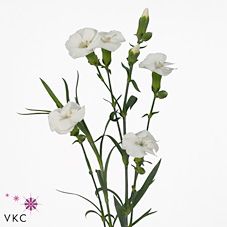 Срезанные цветы оптом Dianthus sp solomio ken от 60шт из Голландии с доставкой по России